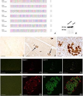 The Case Study of Nesfatin-1 in the Pancreas of Tursiops truncatus